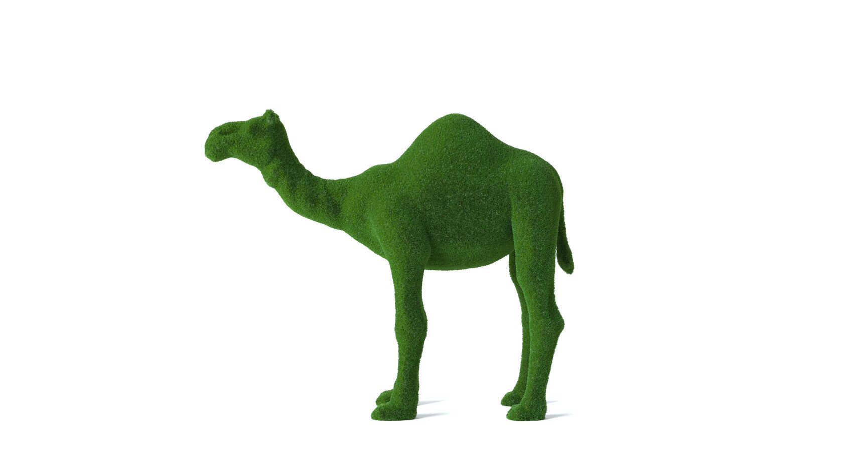 Верблюд №1 — изображение 5