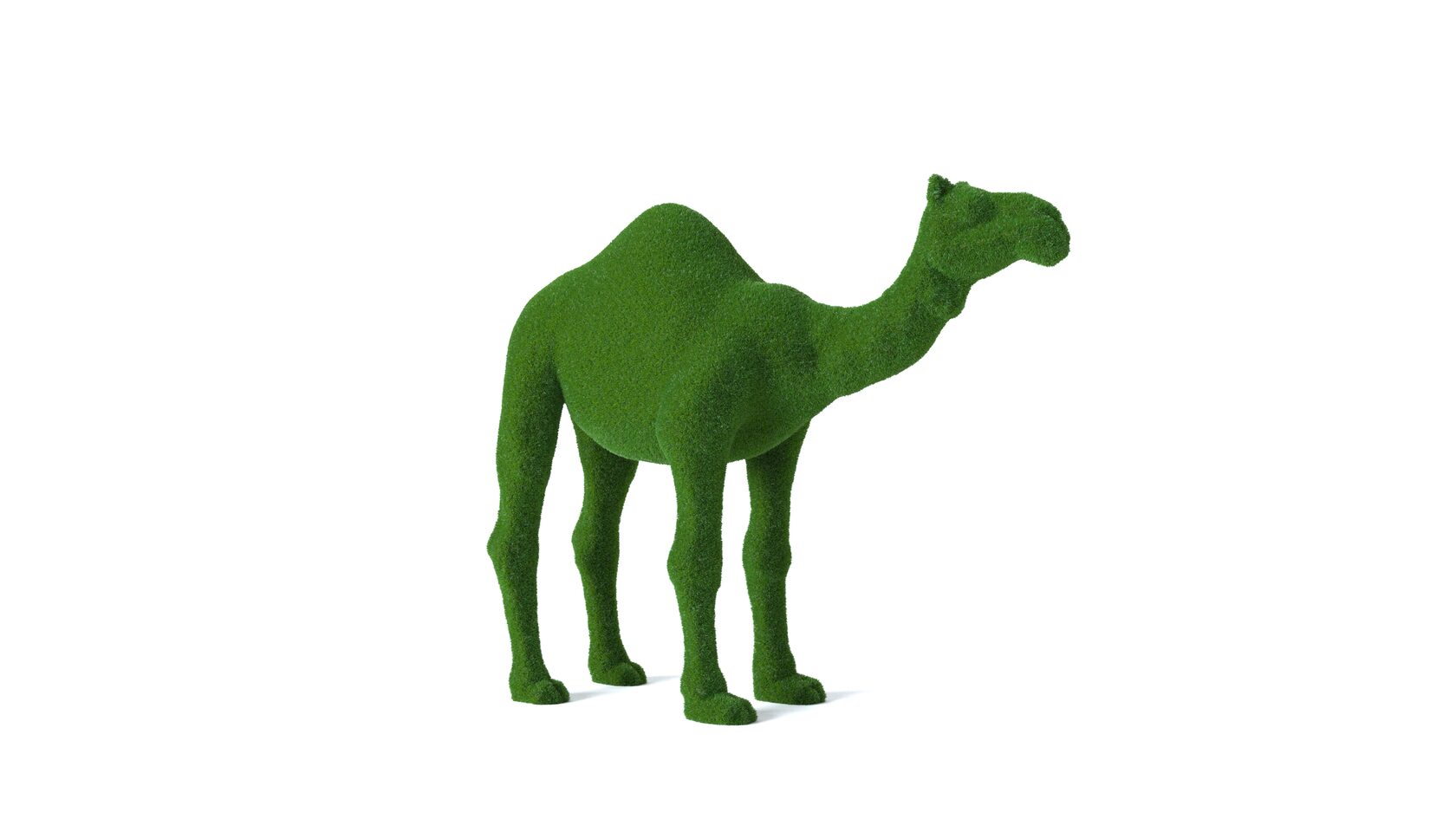 Верблюд №1 — изображение 4